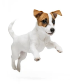 CBD Pets